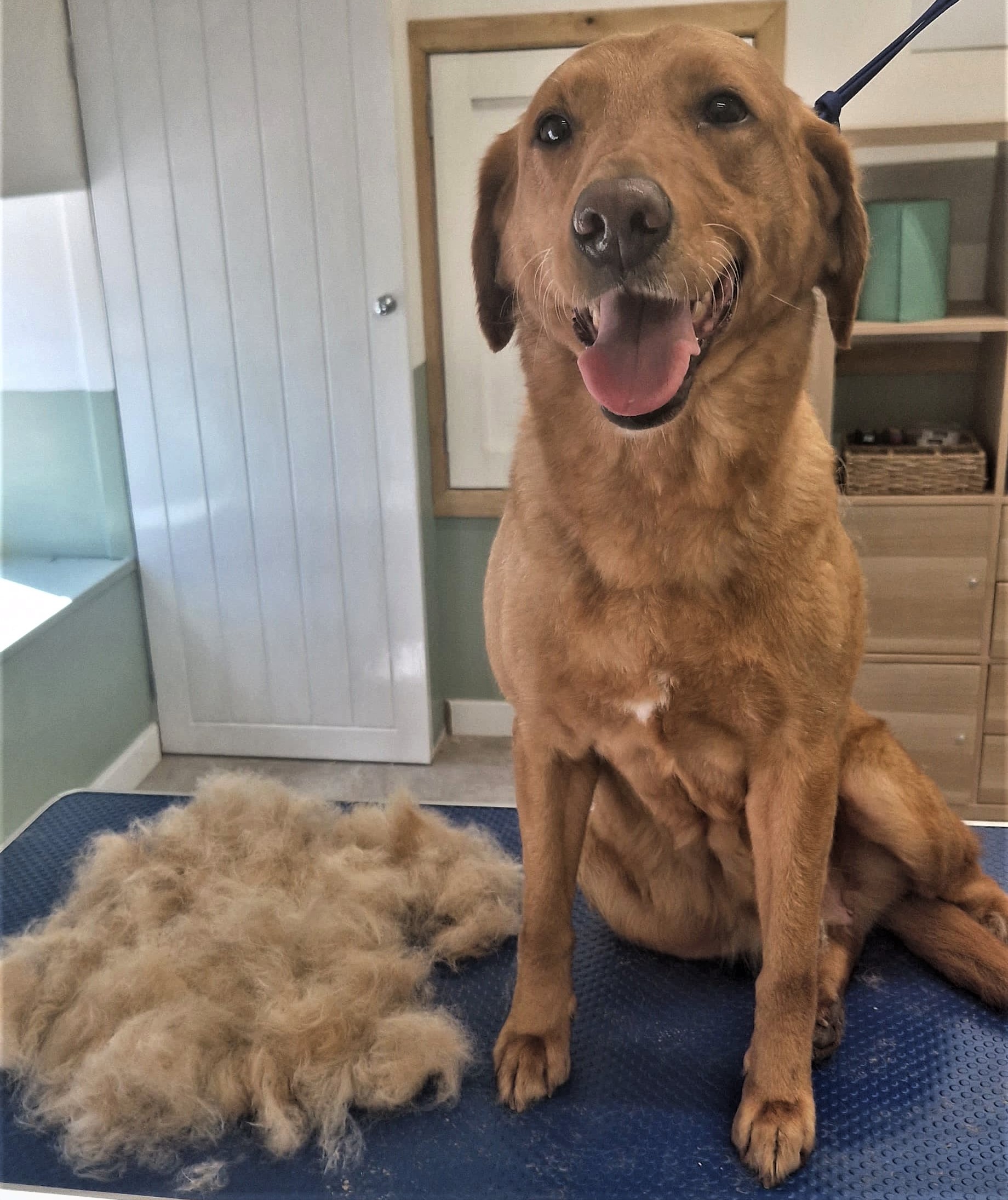 Fox-red Labrador on the grooming table after de-shedding