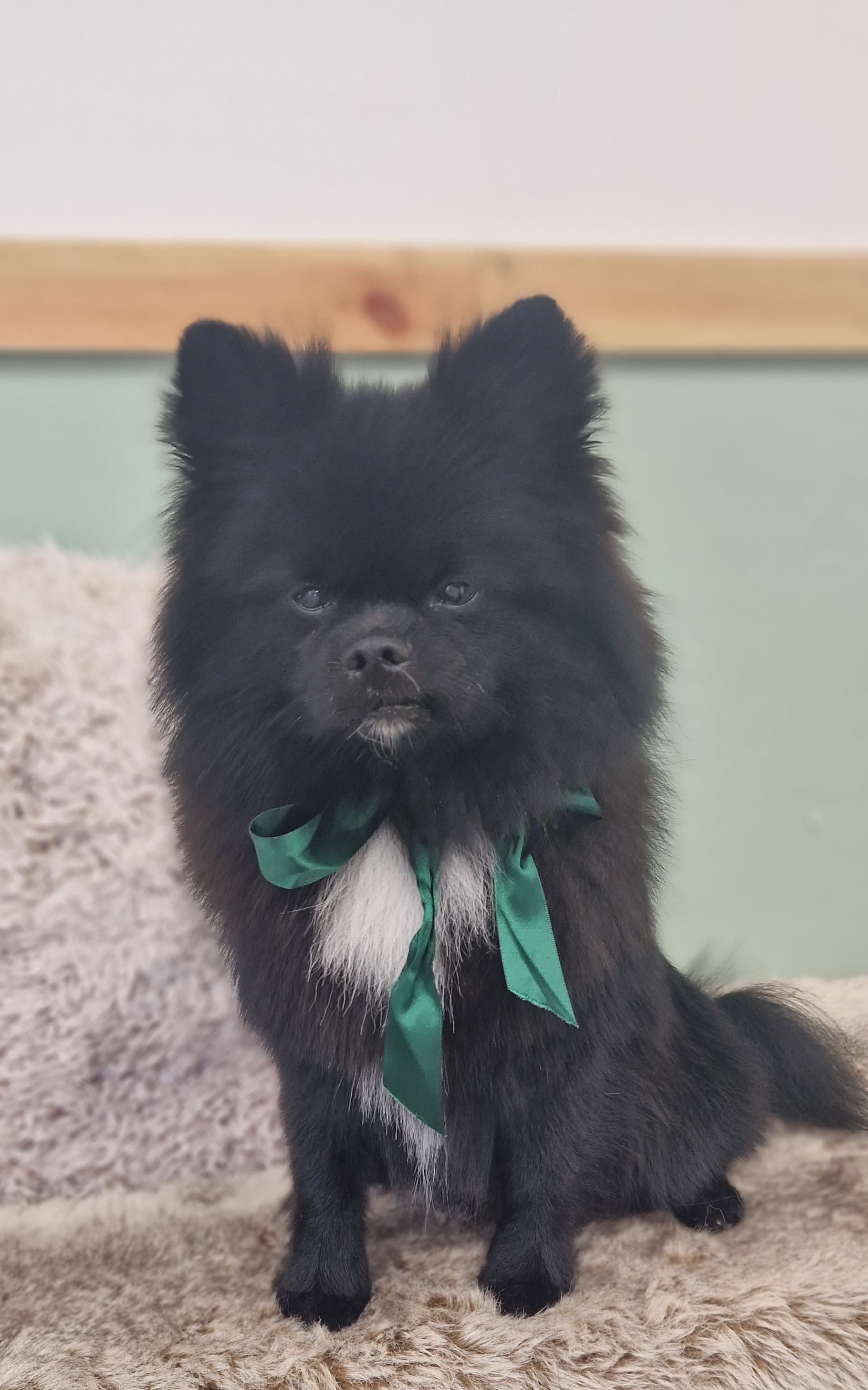 Black Pomeranian wearing a green bow on the grooming table