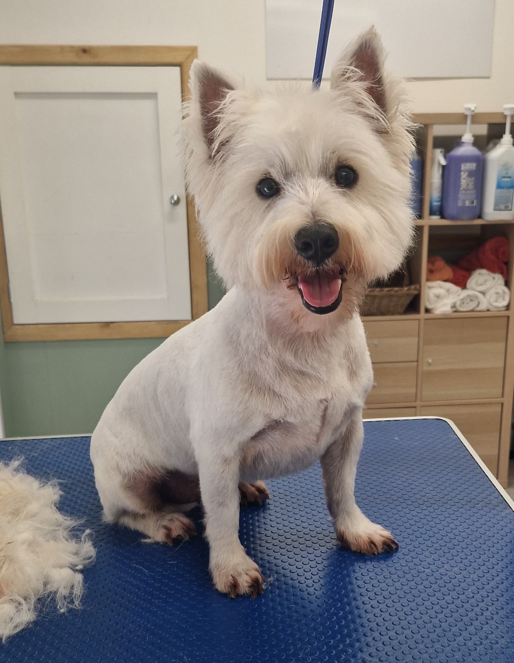 White West Highland Terrier cross after grooming
