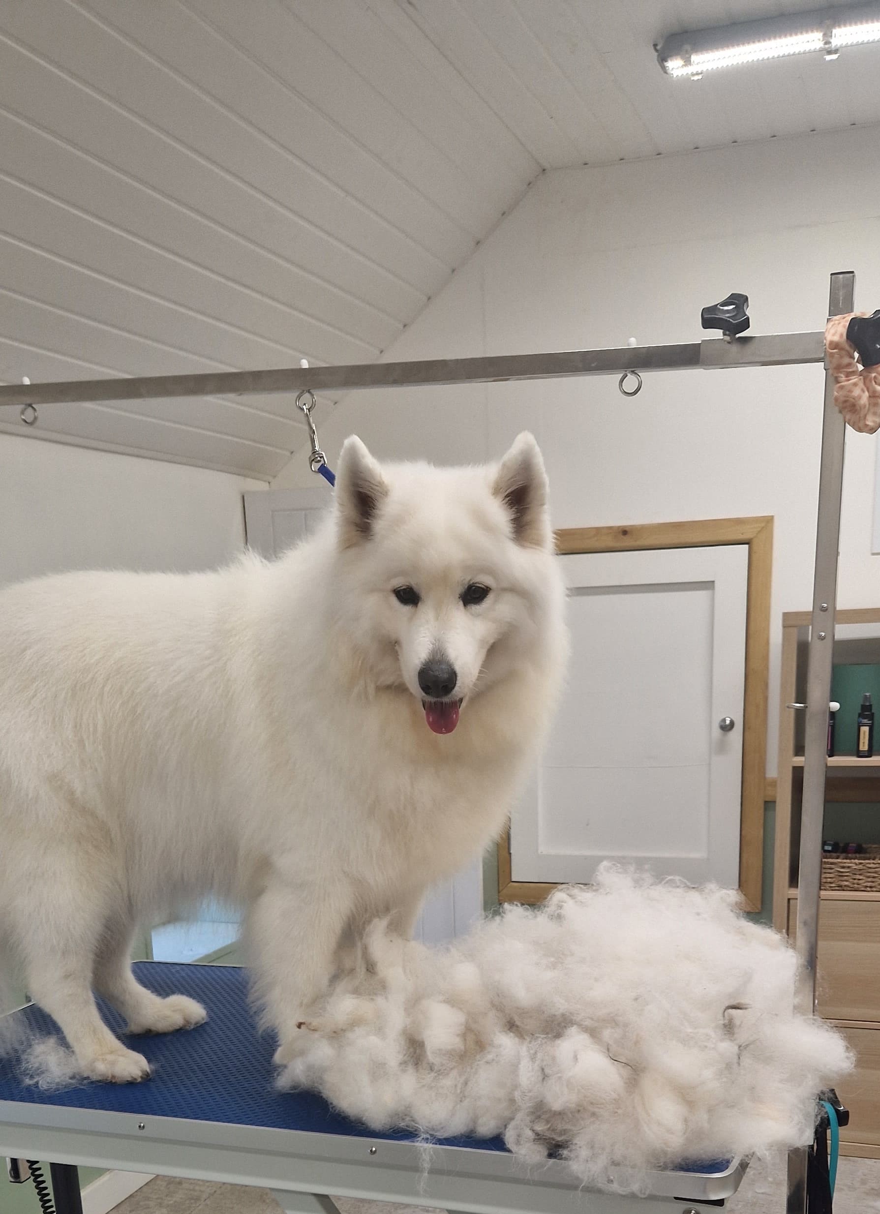 White Samoyed on the grooming table with shed fur visible