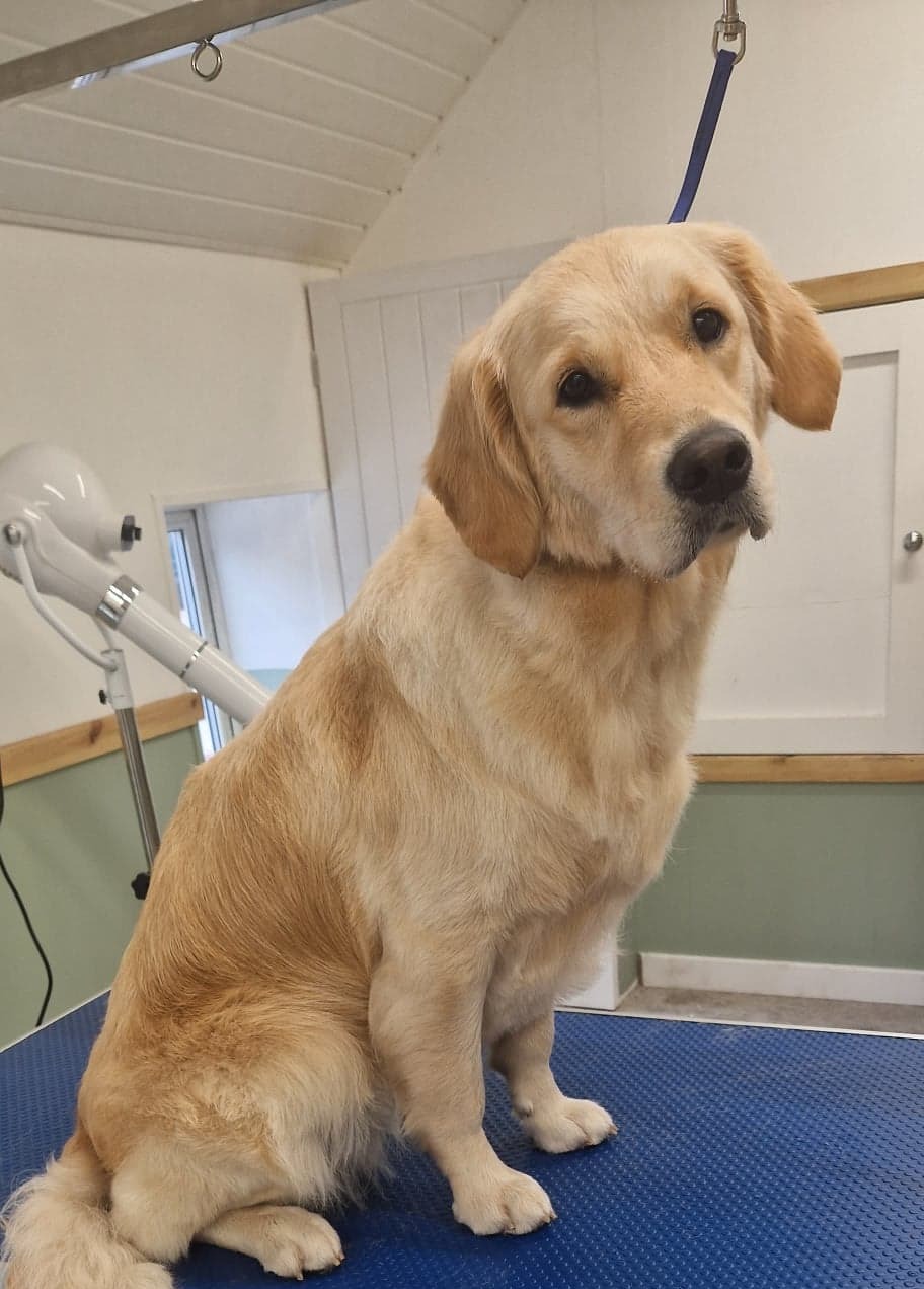 Golden Retriever sitting on the grooming table