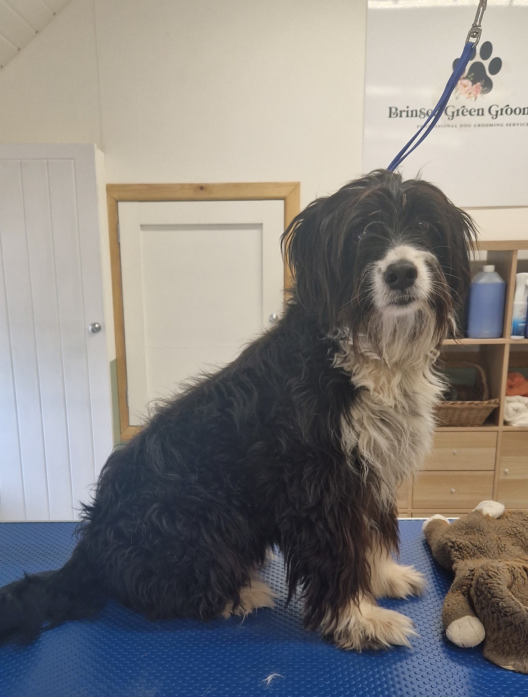 Black and white spaniel sitting on the grooming table