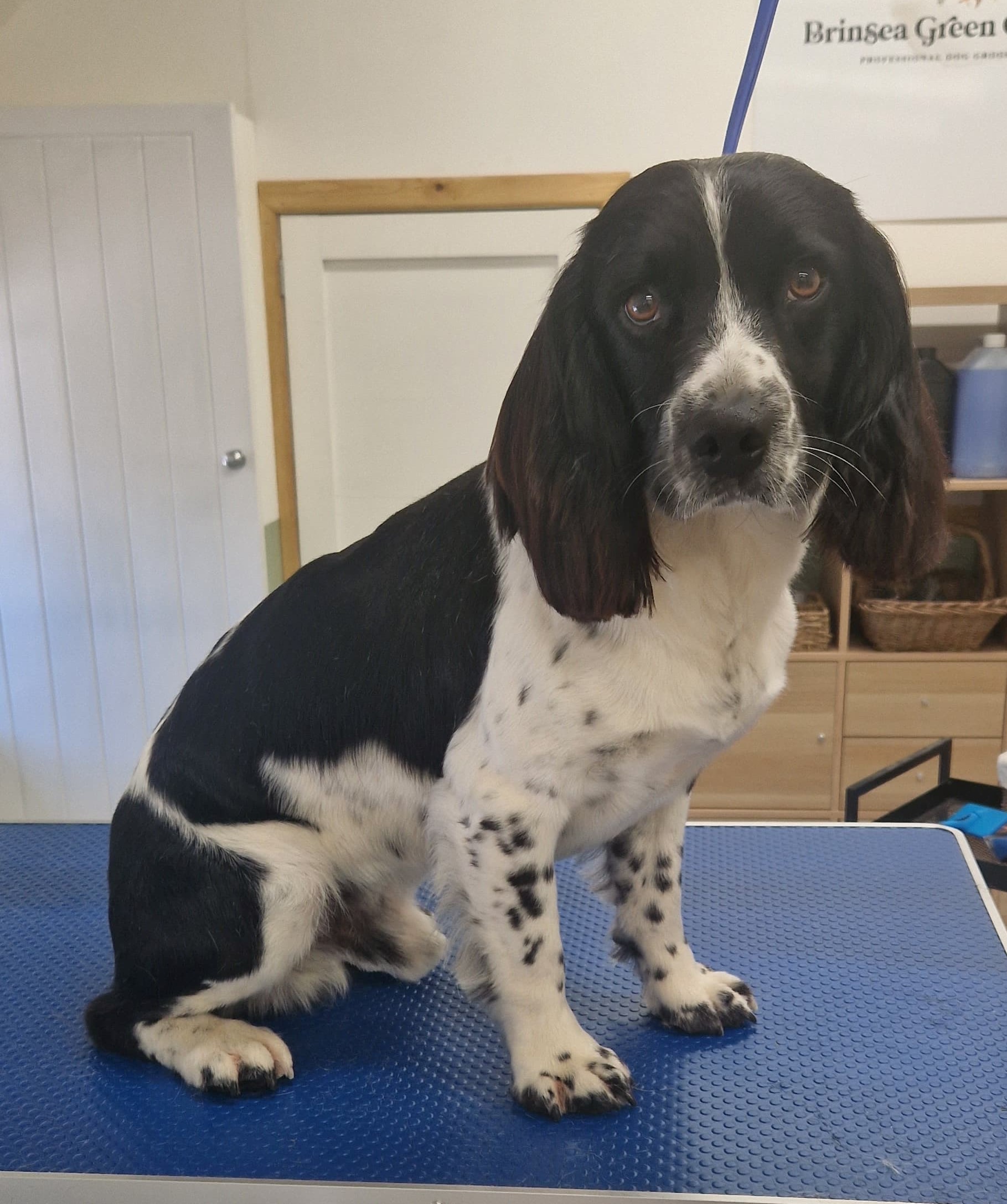 Black and white spaniel on the grooming table