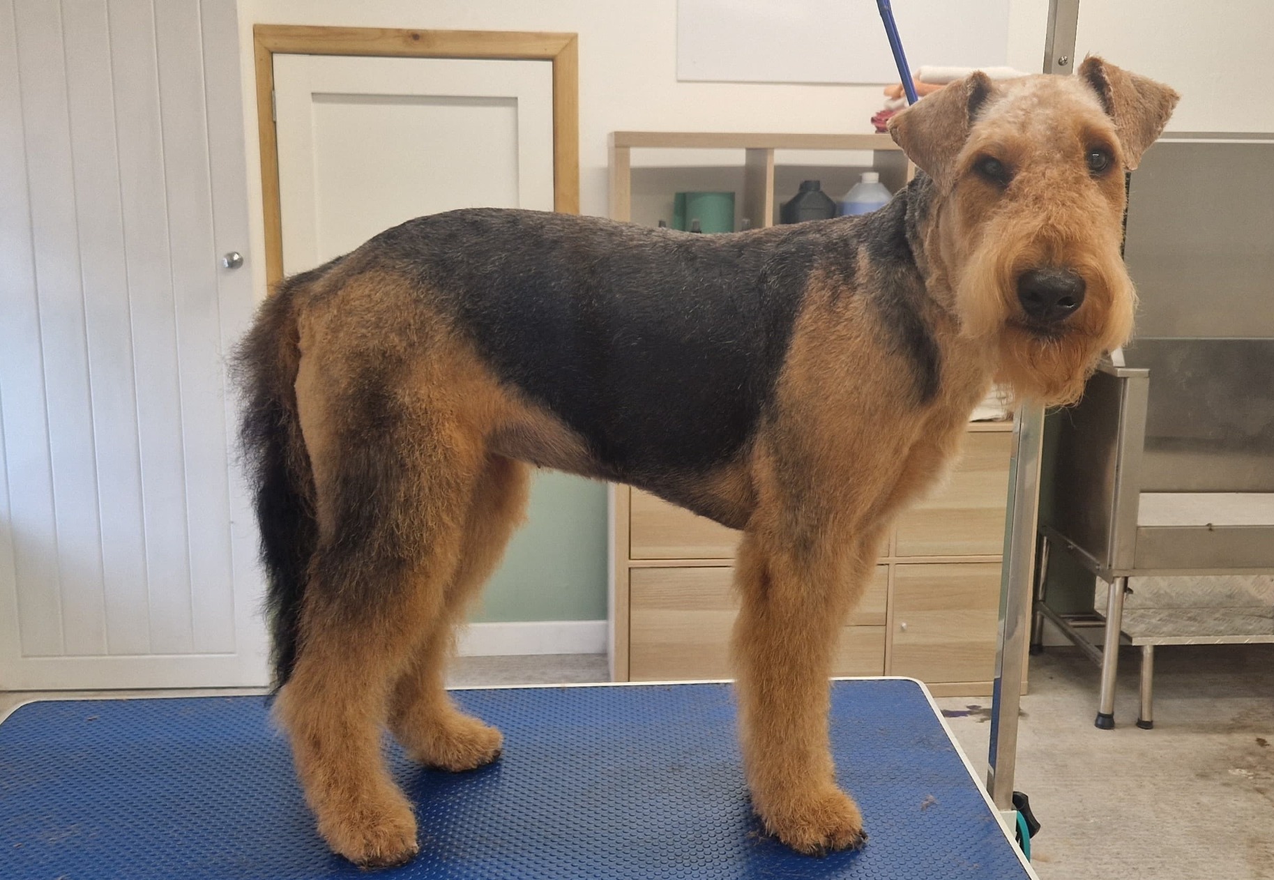 Airedale Terrier in a full finished groom on the salon table