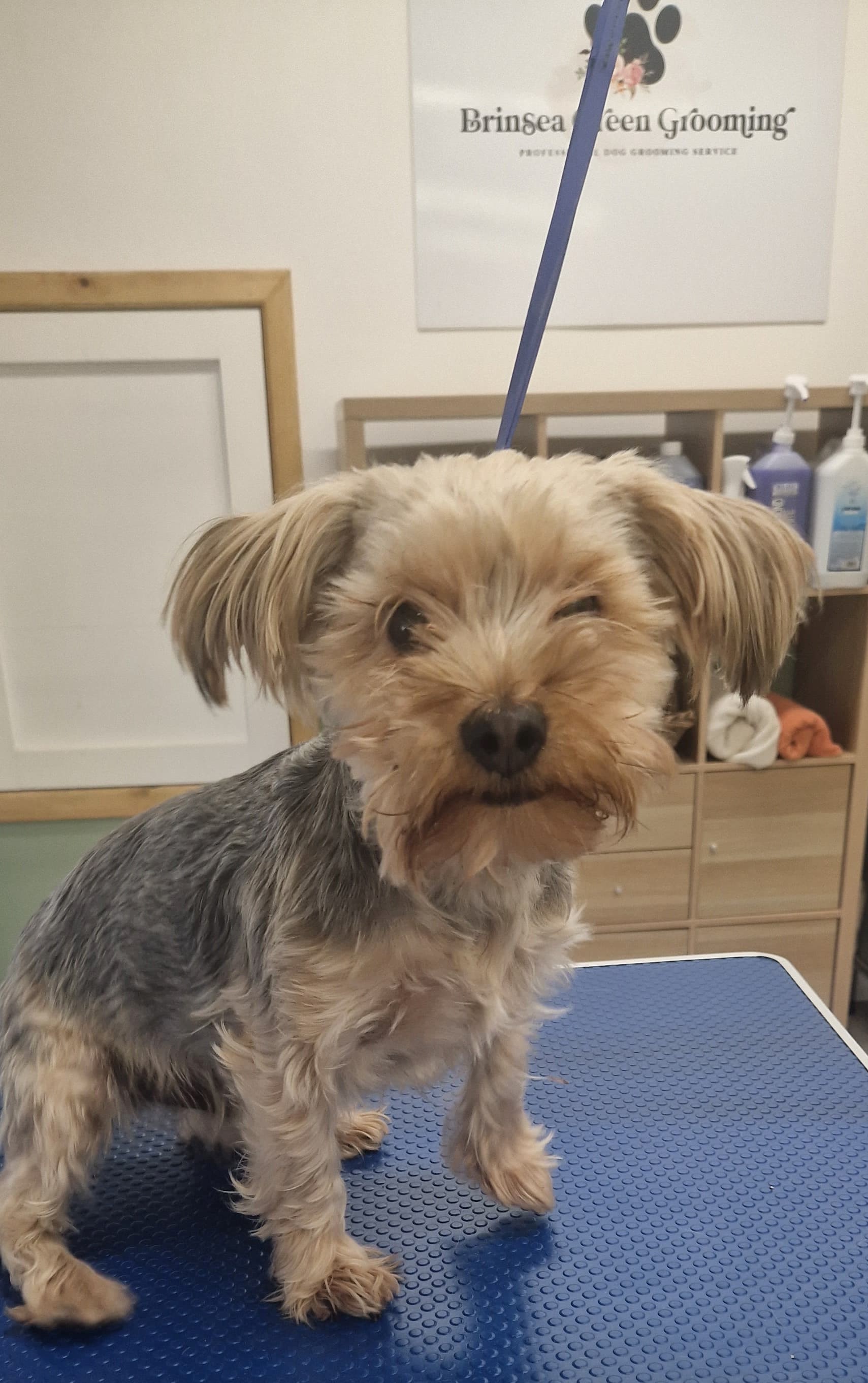 Yorkshire Terrier on the grooming table