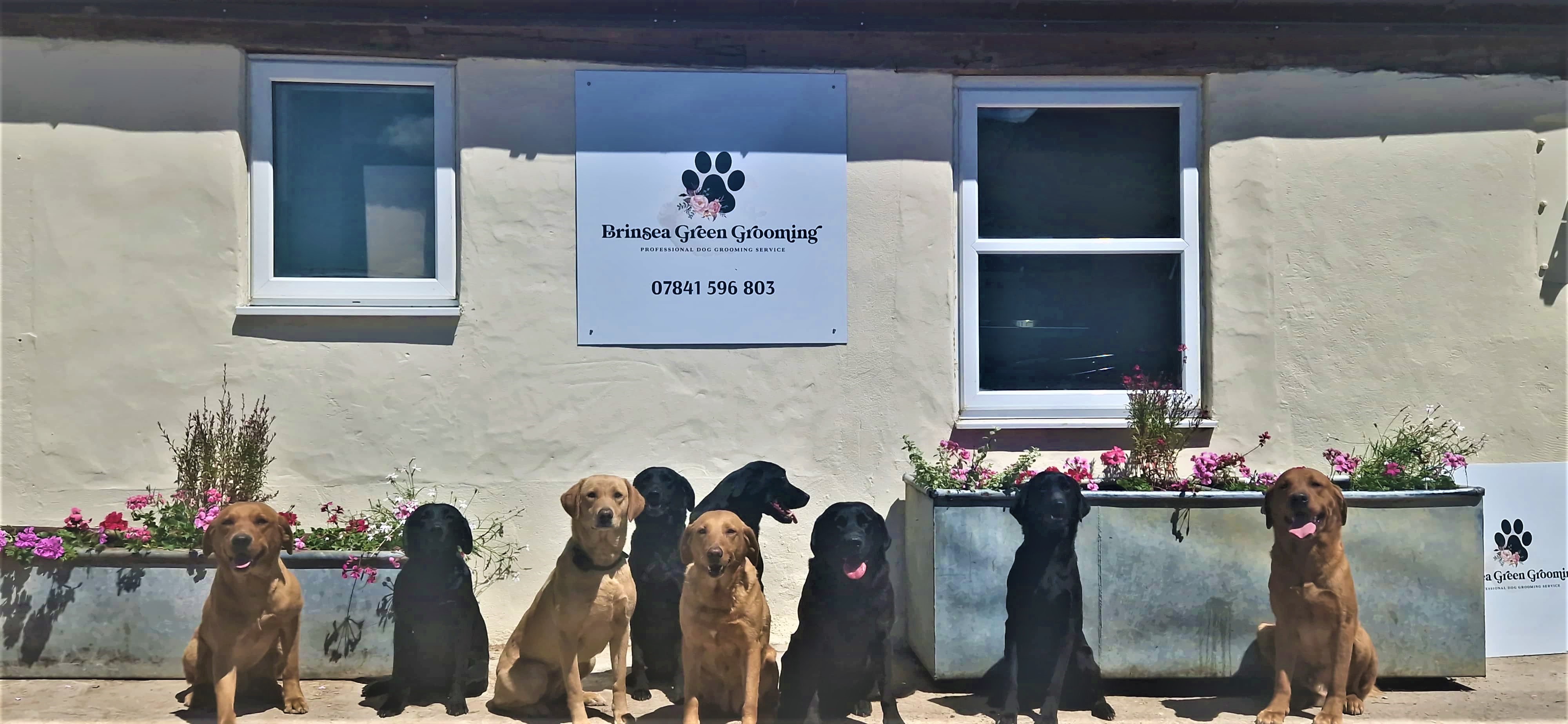 Several happy dogs sitting outside the Brinsea Green Grooming salon with the salon sign visible