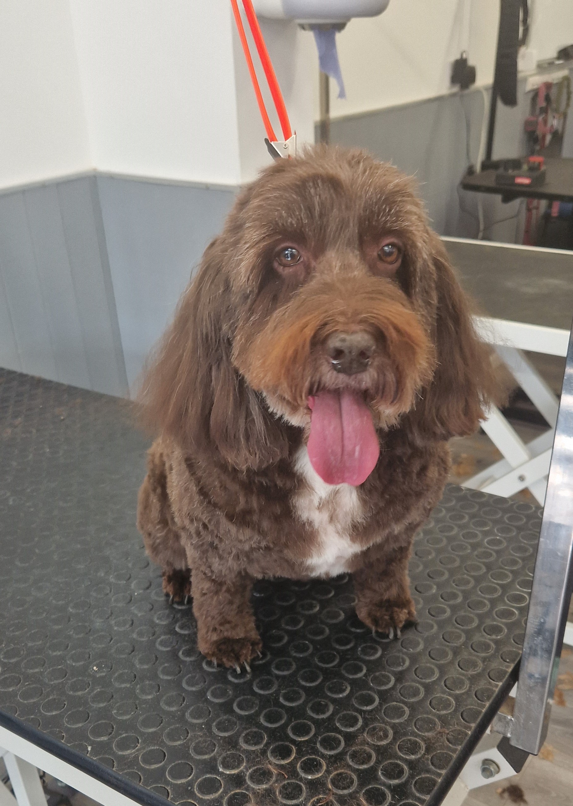 Brown dog sitting in the grooming salon