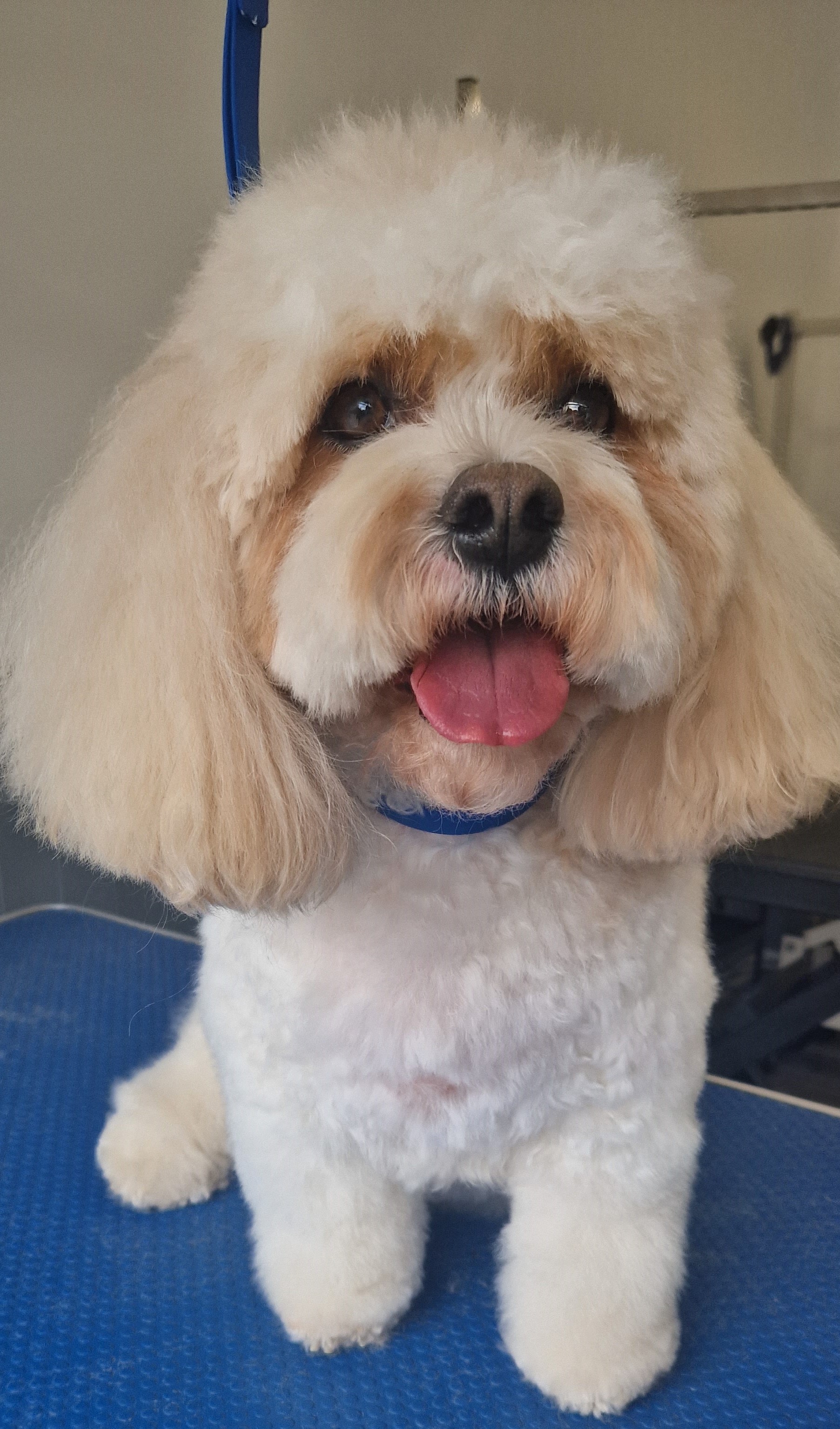 Cream Cockapoo with a neat finished groom on the grooming table