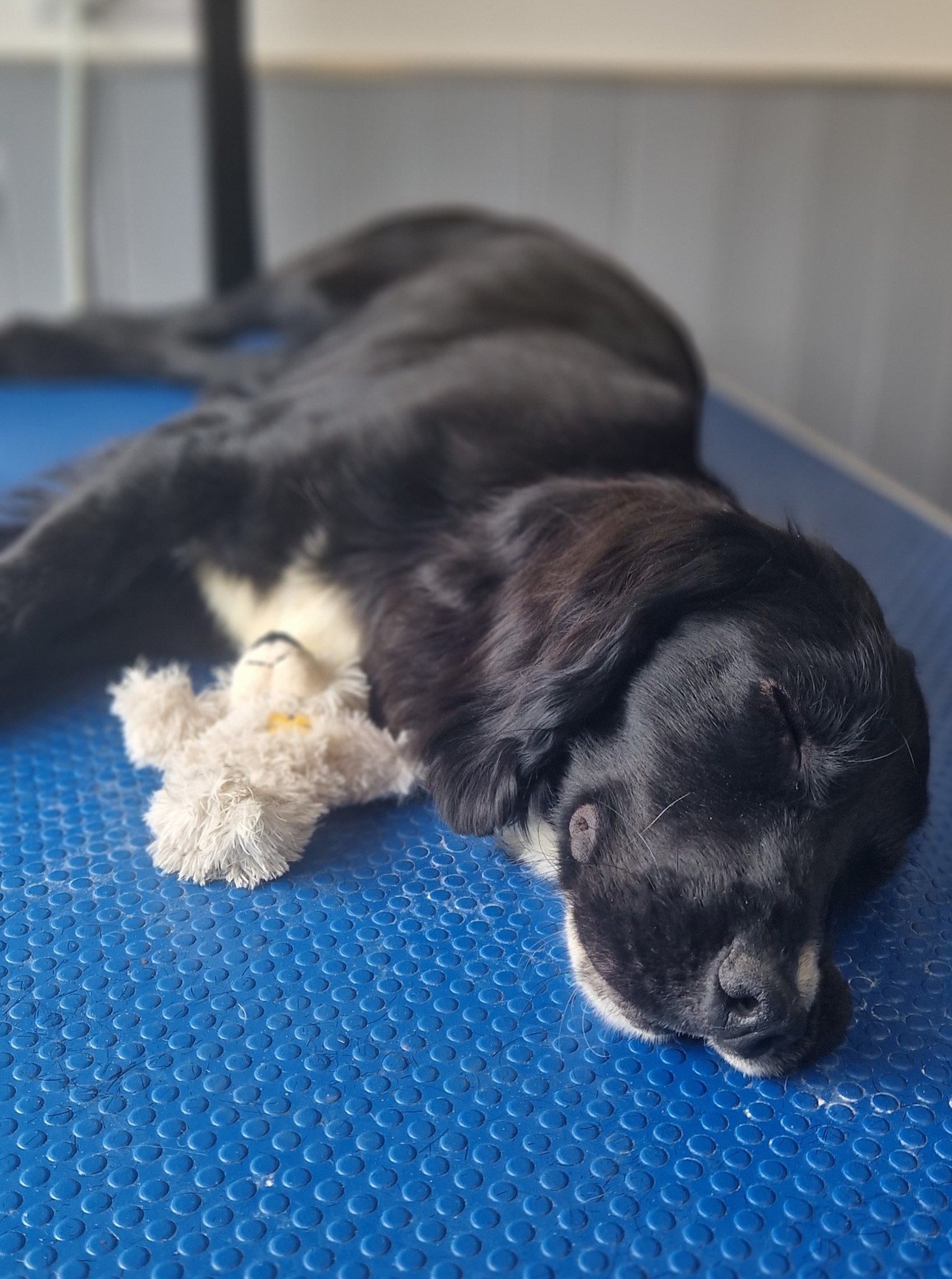 Black working dog resting on the grooming table