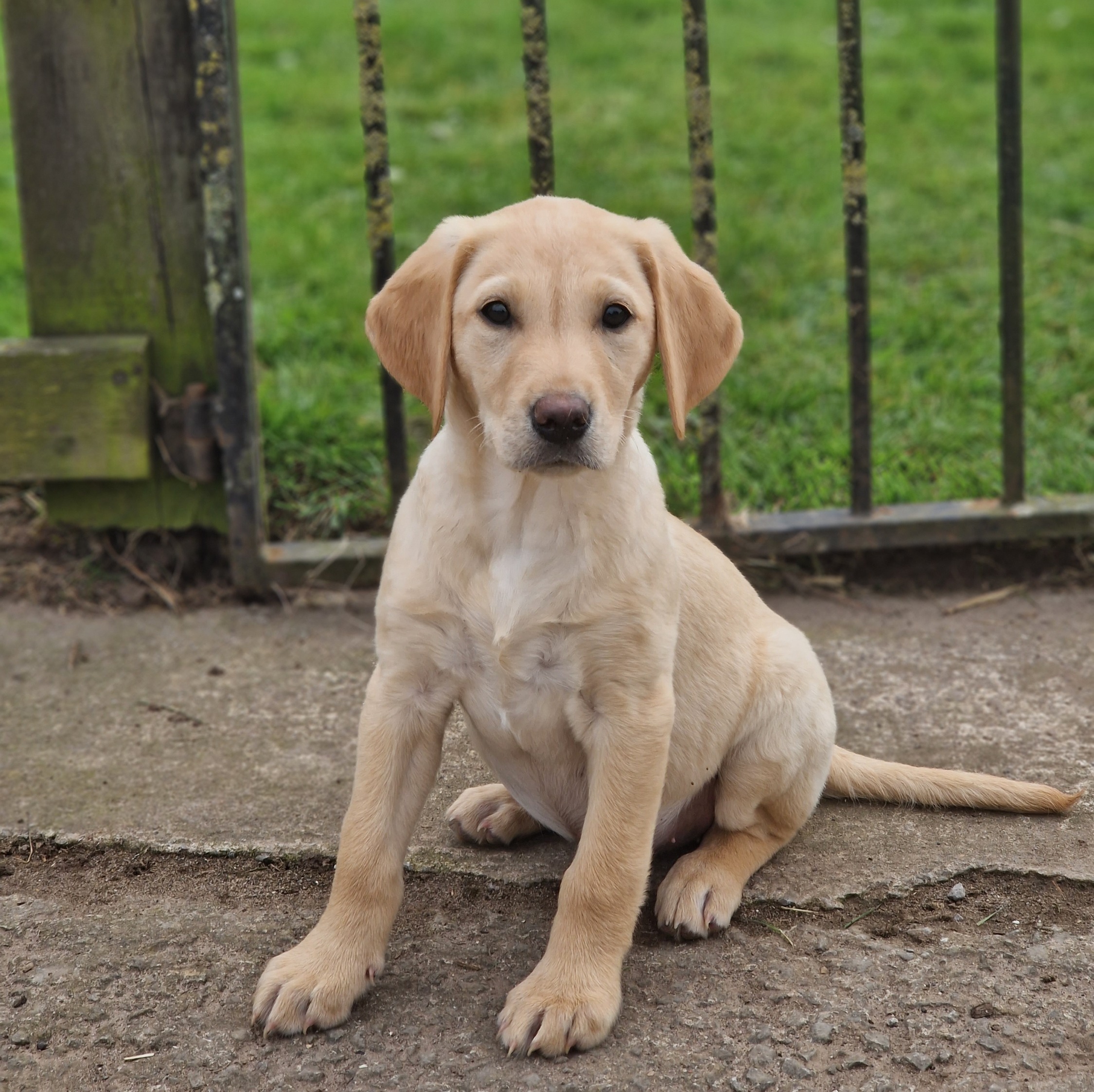 Yellow Labrador puppy sitting outdoors