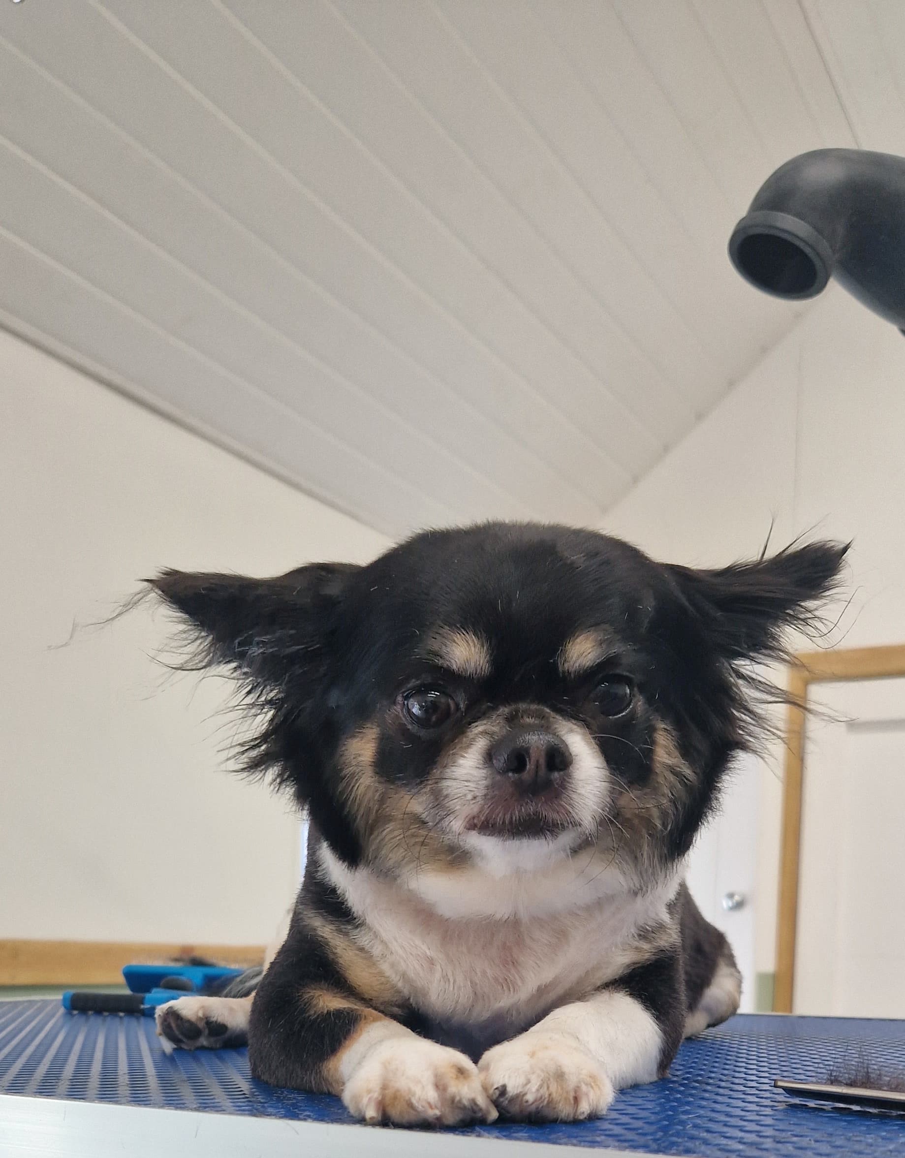 Photo of Chihuahua