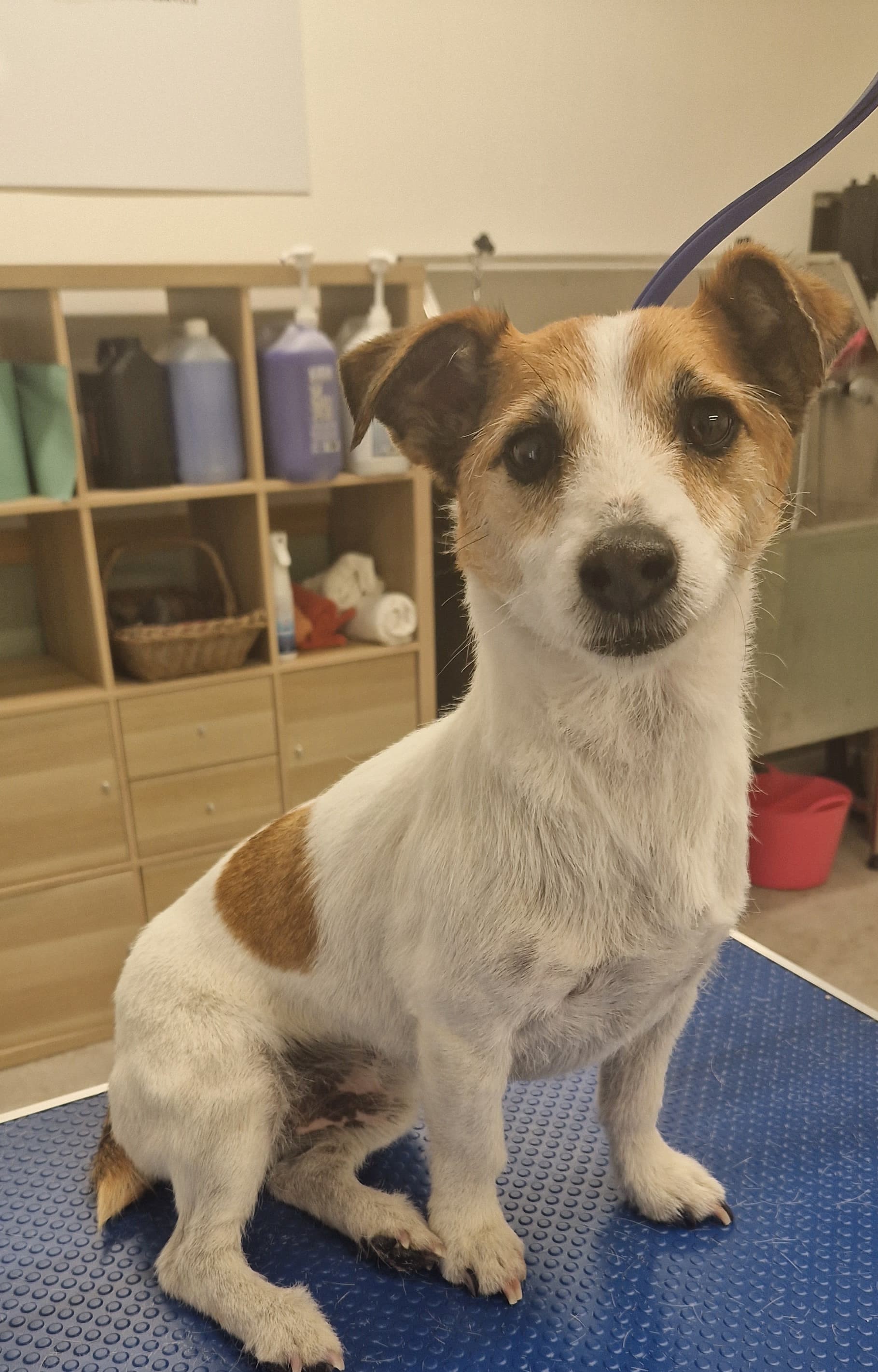 Photo of Jack Russell