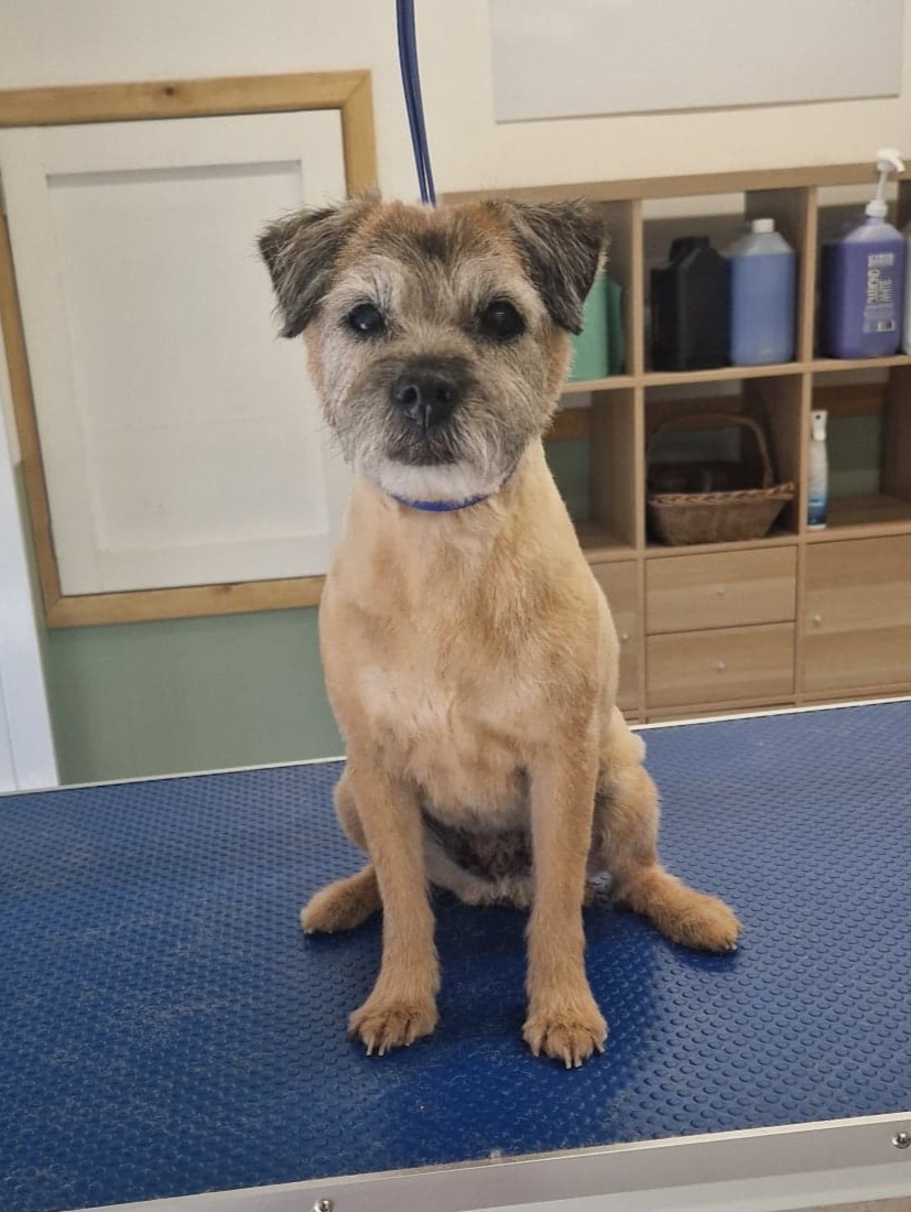 Photo of Small terrier