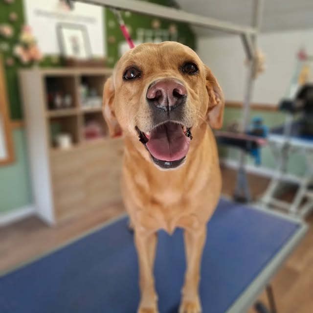Golden dog smiling on the grooming table