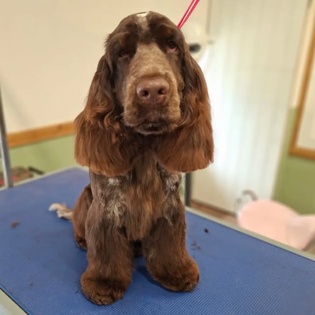 Brown Cockapoo type dog on the grooming table