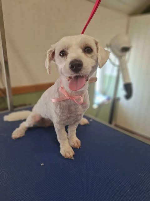 Small white dog on the grooming table