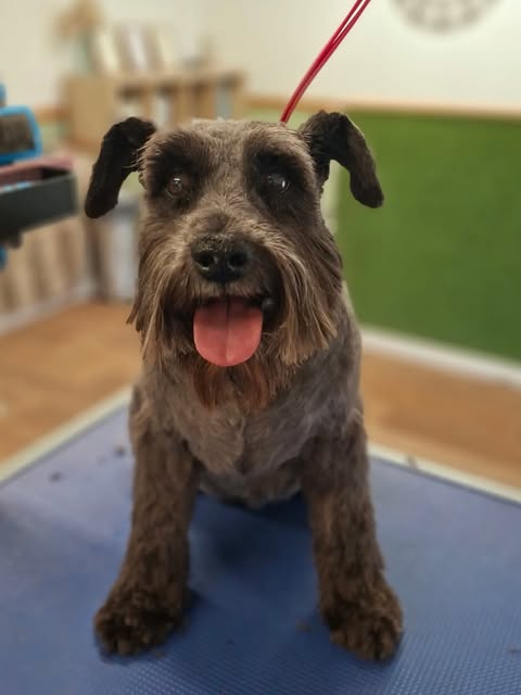 Schnauzer type dog on the grooming table